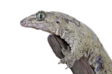 Vorax Gecko or giant Halmaheran gecko closeup on isolated background, animal closeup, Halmaheran giant gecko closeup