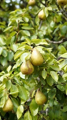 Pears ripening in August sunshine, Derbyshire England
