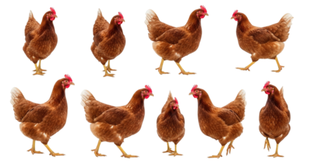 Group of brown hens standing and posing on a white background, transparent background, cutout PNG