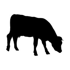 Domestic cow silhouette. Realistic vector animal