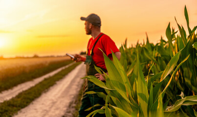 Green corn field leaves with blurred farmer walking at sunset, agriculture concept