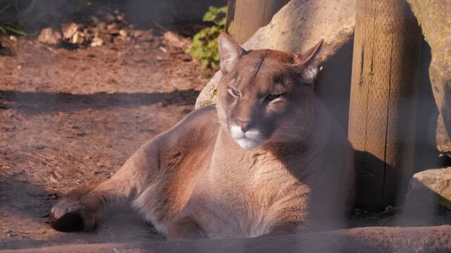 puma cougar mountain lion, basking in sunshine, lying in zoo enclosure with eyes closed, ears alert, opens eyes and smells the air