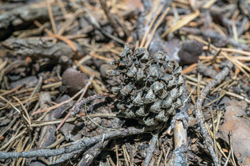 Pinecones scattered on forest floor with dry needles during autumn in a sunlit area. High quality photo