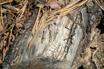 Detailed view of natural tree bark. Rustic,weathered tree bark pattern. Intricate details of aged tree bark.