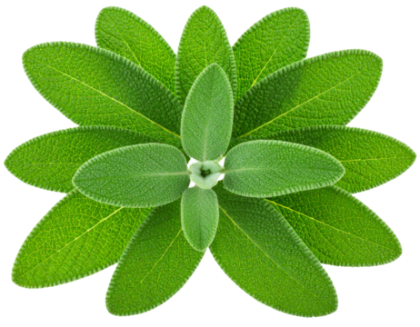  “Cluster of Herbal Sage Leaves in Organic Arrangement, isolated on transparent background”.