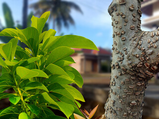 close-up of a young avocado tree with fresh leaves and a cherry tree trunk with a blurred village background