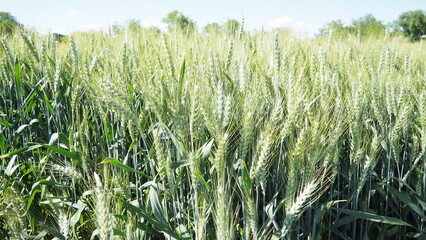 Hordeum murinum is a species of flowering plant in the grass family Poaceae, commonly known as wall false barley. Hordeum murinum ssp. leporinum, known as hare barley, mouse barley, and barley grass.