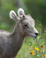Rocky Mountain Bighorn (Ovis canadensis) lamg, Glacier National Park, Montana
