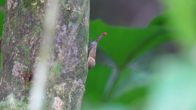 Lanternfly , Fulgorid planthopper ontree in the forest