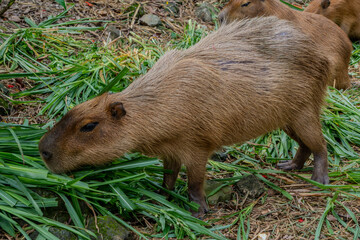 Capybara bends its head to feed on fresh green stalks inside a zoo, calmly chewing vegetation in a natural enclosure.