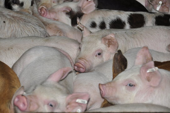 Criadero de chanchos en un tambo preparado para el turismo. Sarmiento, Chubut.