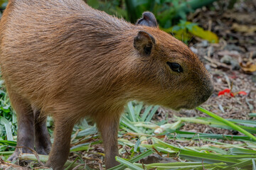 Capybara lowers its head close to the ground, calmly feeding on fresh stalks inside a tropical zoo enclosure.