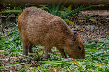 Large capybara grazes peacefully on fresh green grass stalks inside a zoo habitat surrounded by tropical plants.