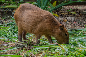 Brown capybara bends forward while chewing stalks of green grass on damp ground inside a tropical zoo enclosure.