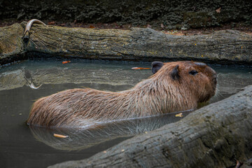 Capybara relaxes in a pond of water, its head above the surface while its body floats calmly in a zoo enclosure.