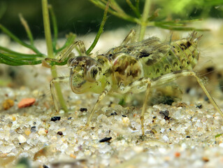 Dragonfly nymph (Sympetrum sp.) in a pond, camouflaged near aquatic vegetation, underwater perspective. 