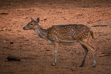 Spotted deer stands with raised head on reddish dry ground inside a zoo, showing its dotted coat in bright light.