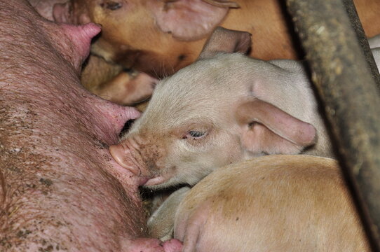 Criadero de chanchos en un tambo preparado para el turismo. Sarmiento, Chubut.
