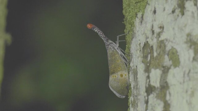 Lanternfly , Fulgorid planthopper ontree in the forest