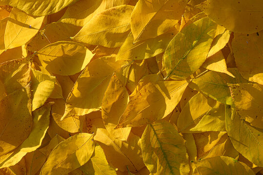 Autumn background made of natural leaves illuminated with  sunset light. Autumn background for multiple purposes.