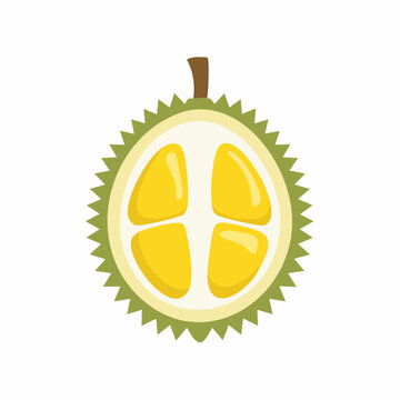 Durian Half Cross Section Simple Style Yellow Flesh Spiky Shell Tropical Fruit high quality professional