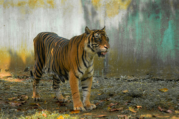 Sumatran tiger turns its head sideways while standing in a zoo enclosure with textured walls behind it.