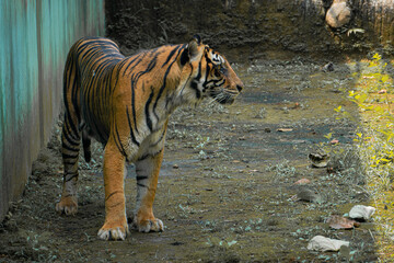 Majestic Sumatran tiger stands near the wall of its enclosure, gazing forward with intense expression.