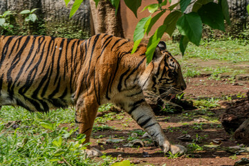 Sumatran tiger moves past green foliage inside its zoo enclosure, appearing calm and majestic.