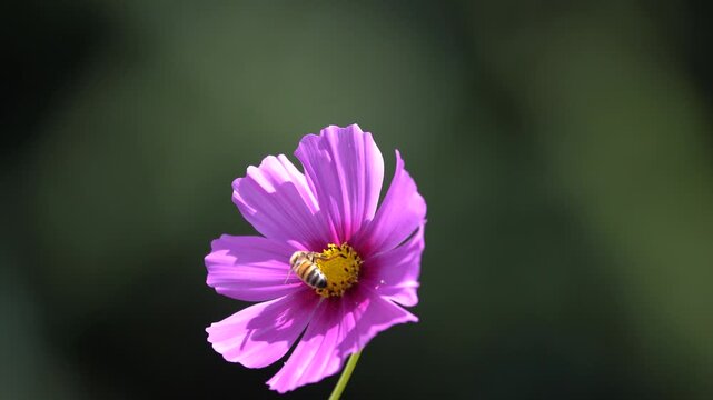 wild bee on cosmos flower