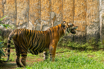 Sumatran tiger stands on green grass in front of a textured wall, gazing into the distance with focus.