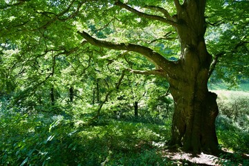 big tree in the summer in all its green foliage