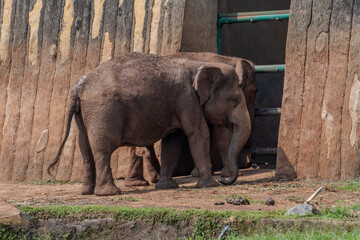 Naklejka premium Asian elephant stands quietly inside zoo enclosure, captured in daylight with natural details on skin and habitat.