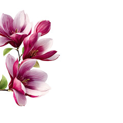 Fototapeta premium Elegant magnolia blossoms