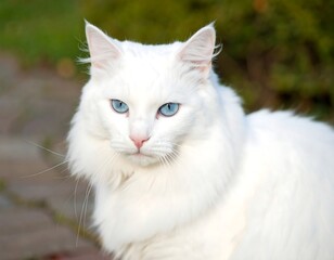 White cat with blue eyes outdoors
