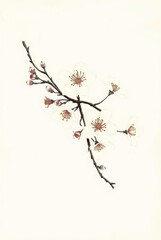 Classic Floral Illustration of Sakura Flowers