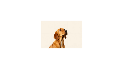 Adorable Beagle Puppy Gazing Upwards A Portrait of Canine Innocence