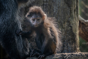 Trachypithecus Auratus monkey leaf monkey with striking orange fur sits alone on a branch, its small form and pensive expression conveying a sense of innocence and vulnerability.