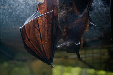 Close-up view of a large bat, its dark, leathery wings and body visible as it hangs upside down, a...