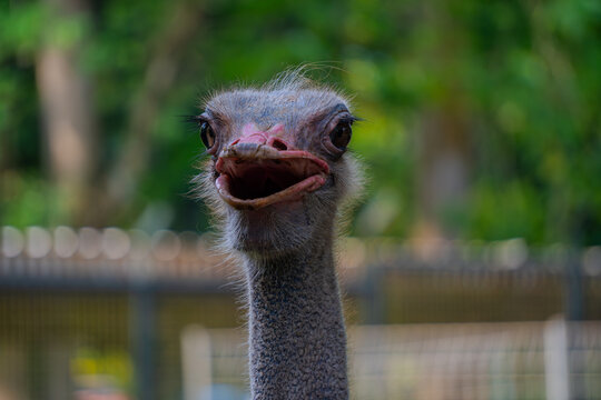 Eye-level portrait of an ostrich looking directly at the camera with an intense and curious gaze.
