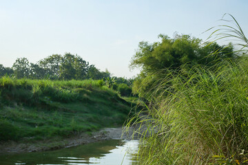 Calm river with green grass and trees on sunny day
- Sungai tenang dengan rumput hijau dan pepohonan di hari cerah