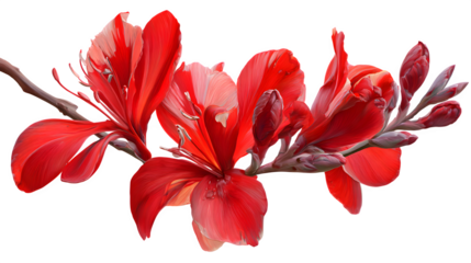 red flower bloom isolated on white background, HD realistic
