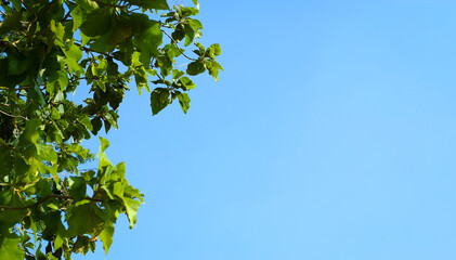 Fresh green leaves on tree branch with clear blue sky backgroun - Daun hijau segar di dahan pohon dengan latar langit biru cerah