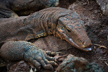 Close-up shot of a Komodo dragon's head and scaly body, as it rests with its tongue out on the ground.