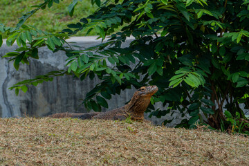 Komodo dragon rests on a mound of dry grass, its head raised, observing its surroundings from within its enclosure.
