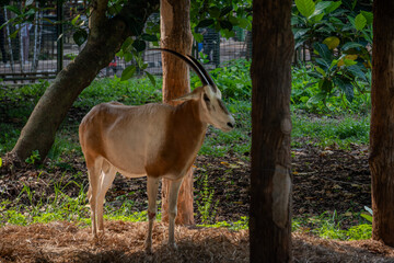 African antelope stands gracefully on a bed of hay in its enclosure, with its long, curved horns prominently visible.