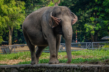 Fototapeta premium Sumatran elephant (Elephas maximus sumatranus) standing gracefully in a green field with trees and a fence in the background.