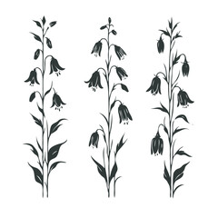 Flower illustration, Campanula Doodle Set. Vector bellflower plants. Line art flowers and Buds Drawing Outline stems, leaves, grasses, bouquet. Elegant Floral Collection Hand Drawn Botanical. 