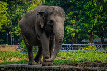 Obraz premium Sumatran elephant (Elephas maximus sumatranus) walks toward the camera on a concrete ledge within its enclosure, with a building and fence in the background.
