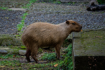 Large capybara walks along a concrete walkway, with a dark, wet ground and green foliage in the background.