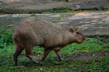 Capybara walks on a grassy patch in its enclosure, with a blurred background of a concrete path and fence.